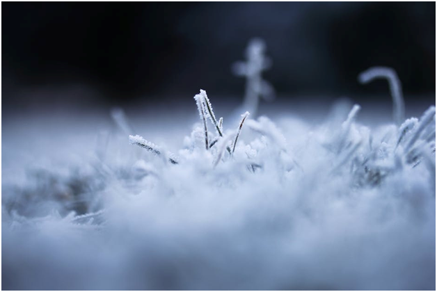 Removing the Smell of Mildew from Old Carpets