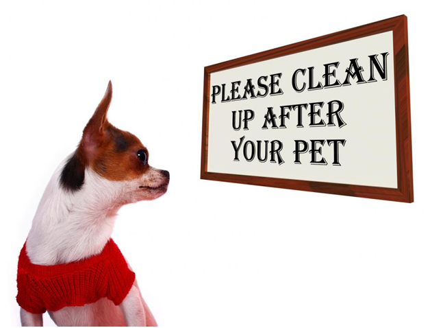 Pets in the Office? 5 TipsFor Keeping Your Office Clean
